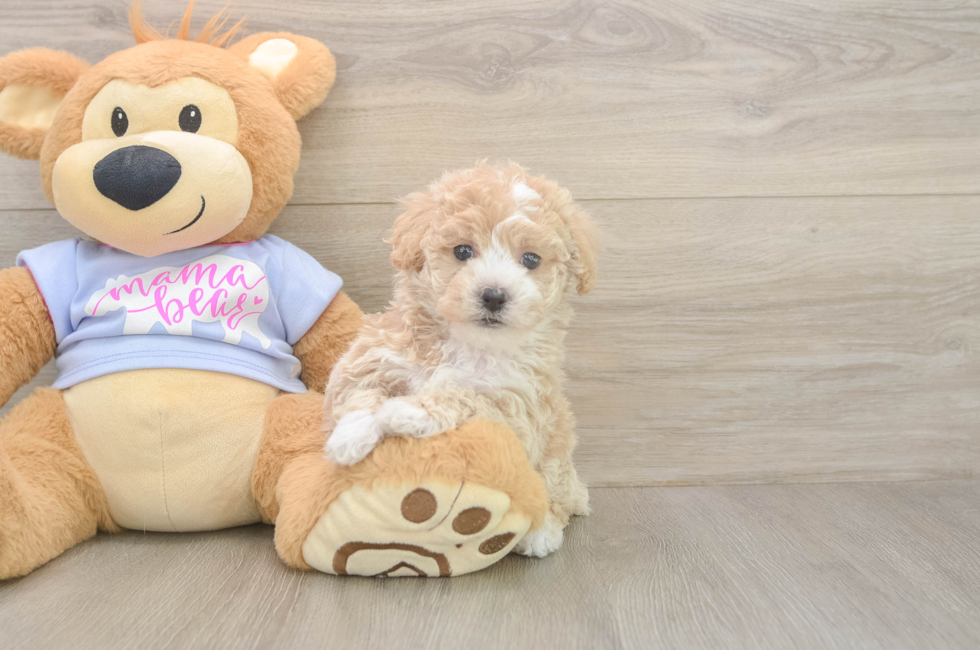 6 week old Poochon Puppy For Sale - Windy City Pups