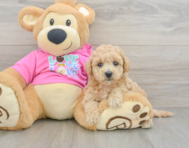 6 week old Poochon Puppy For Sale - Windy City Pups