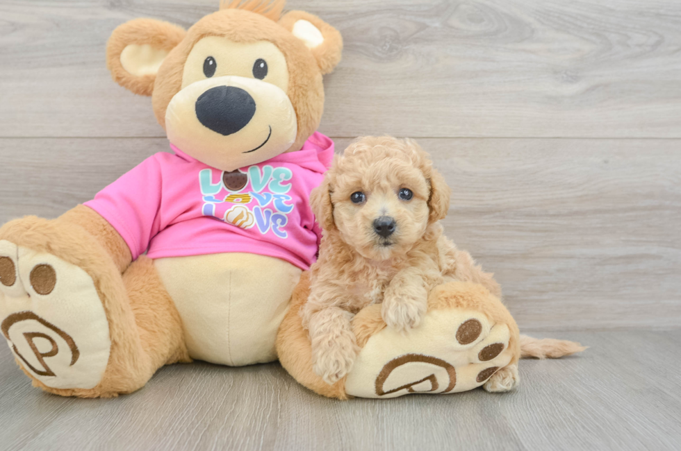 5 week old Poochon Puppy For Sale - Windy City Pups