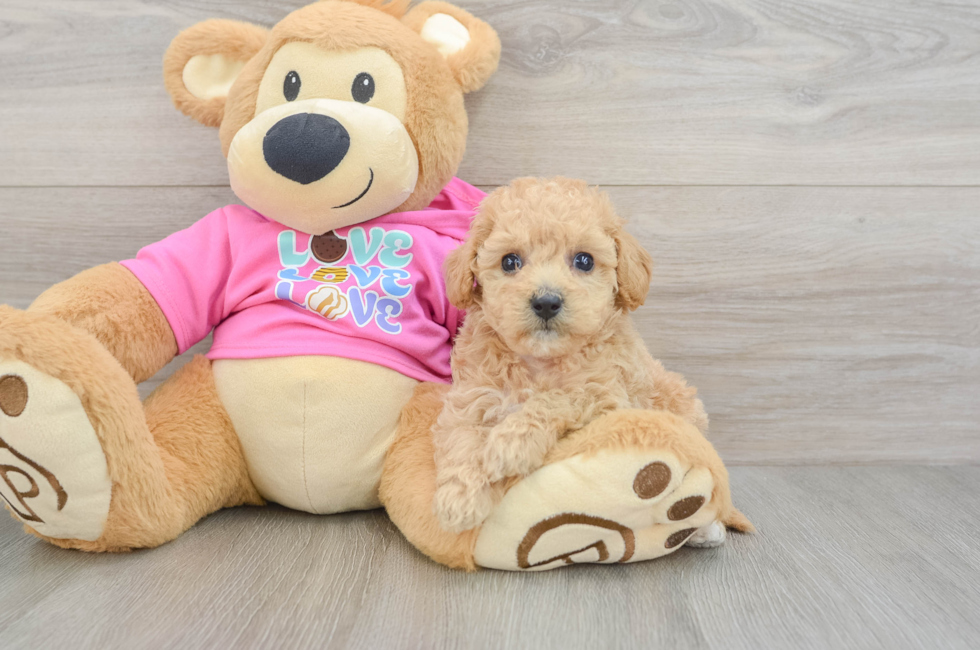 5 week old Poochon Puppy For Sale - Windy City Pups