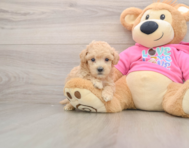 6 week old Poochon Puppy For Sale - Windy City Pups