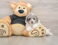 5 week old Poochon Puppy For Sale - Windy City Pups