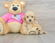 6 week old Poochon Puppy For Sale - Windy City Pups