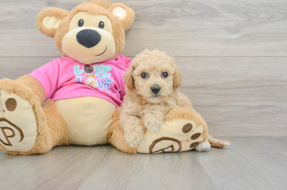 5 week old Poochon Puppy For Sale - Windy City Pups