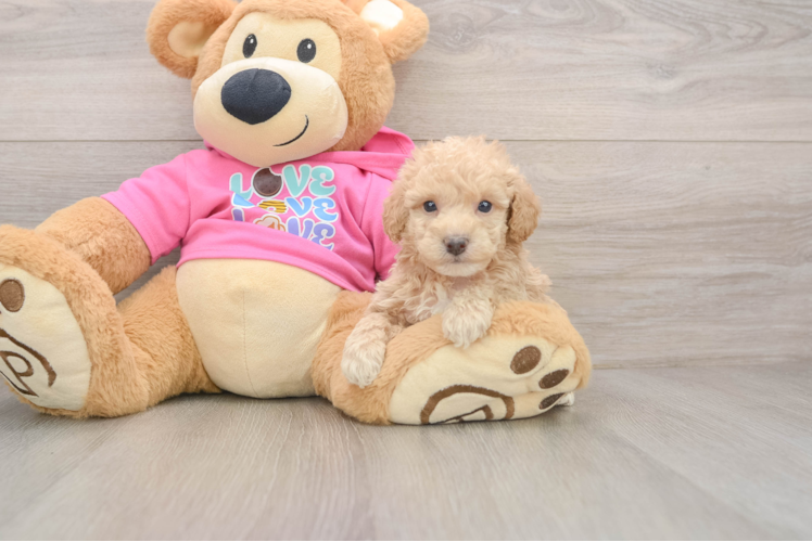 Fluffy Poochon Poodle Mix Pup