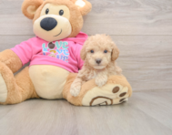 6 week old Poochon Puppy For Sale - Windy City Pups