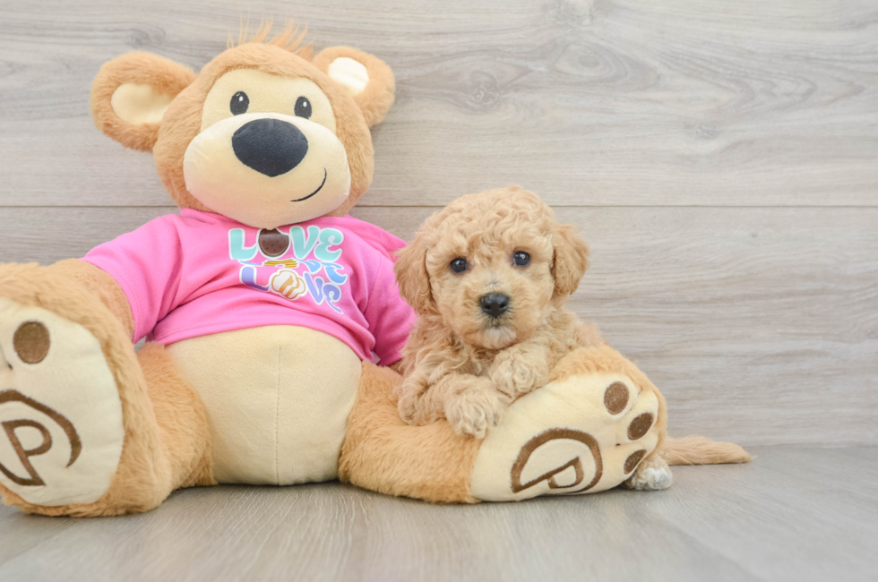 5 week old Poochon Puppy For Sale - Windy City Pups