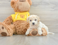 7 week old Poochon Puppy For Sale - Windy City Pups