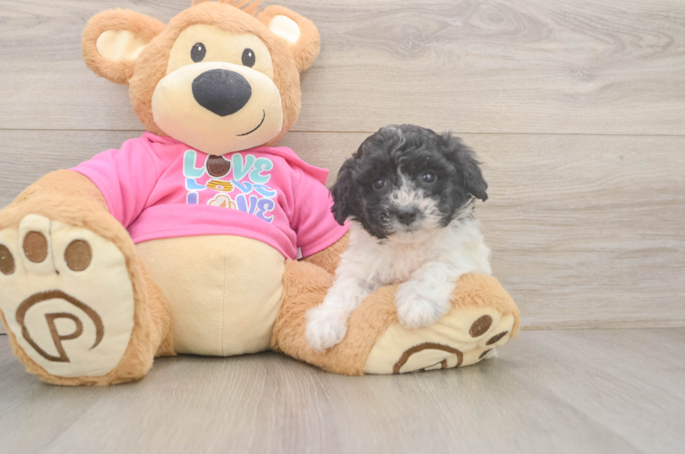 5 week old Poochon Puppy For Sale - Windy City Pups