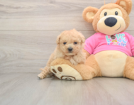 7 week old Poochon Puppy For Sale - Windy City Pups