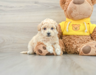 7 week old Poochon Puppy For Sale - Windy City Pups