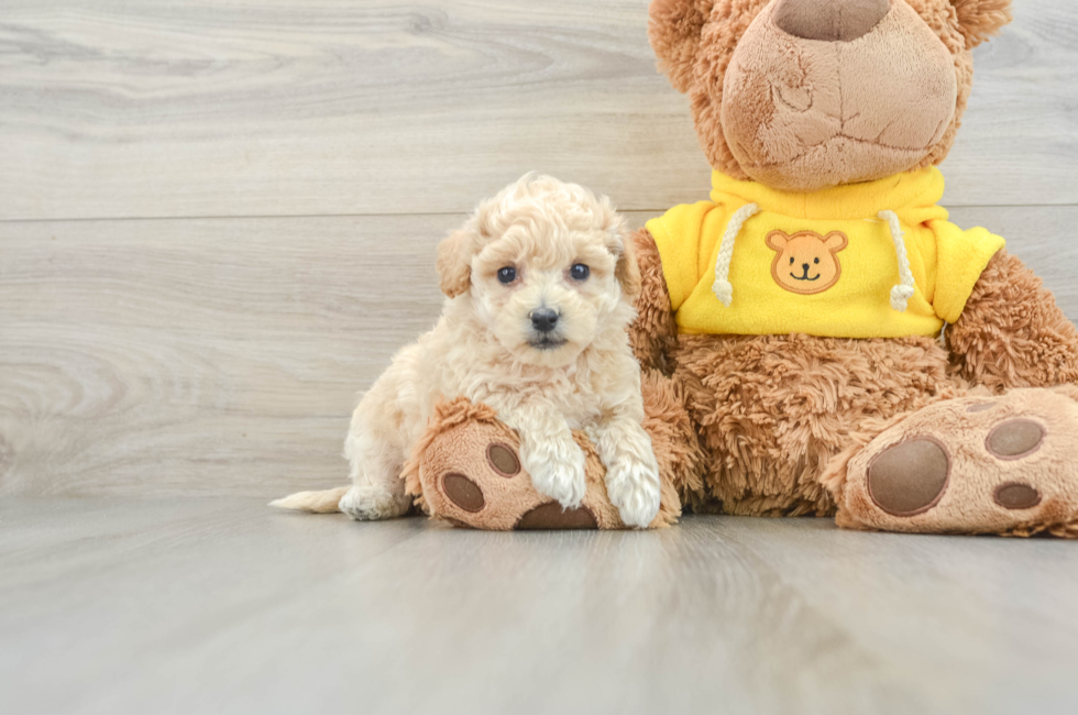 7 week old Poochon Puppy For Sale - Windy City Pups