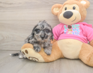 7 week old Poochon Puppy For Sale - Windy City Pups