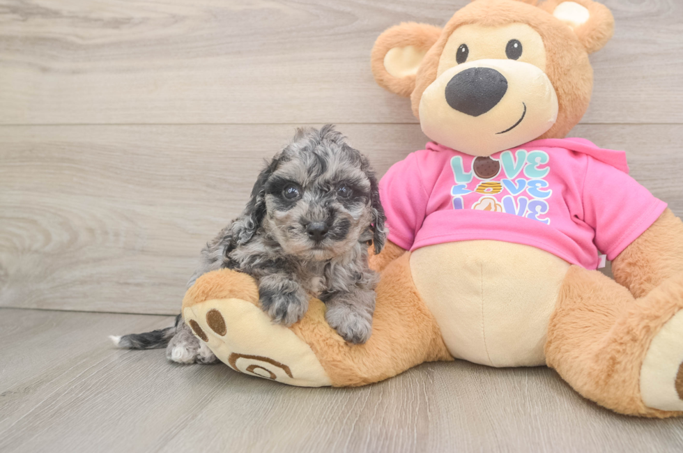 5 week old Poochon Puppy For Sale - Windy City Pups
