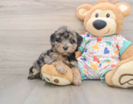 6 week old Poochon Puppy For Sale - Windy City Pups