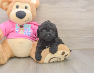 6 week old Poochon Puppy For Sale - Windy City Pups