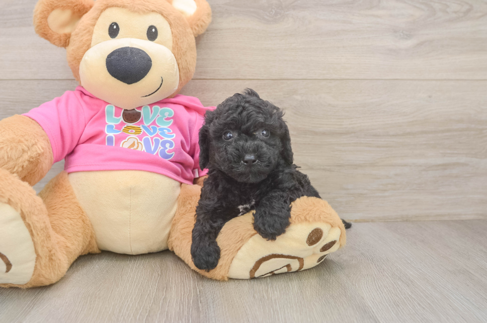 5 week old Poochon Puppy For Sale - Windy City Pups
