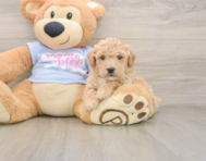 6 week old Poochon Puppy For Sale - Windy City Pups
