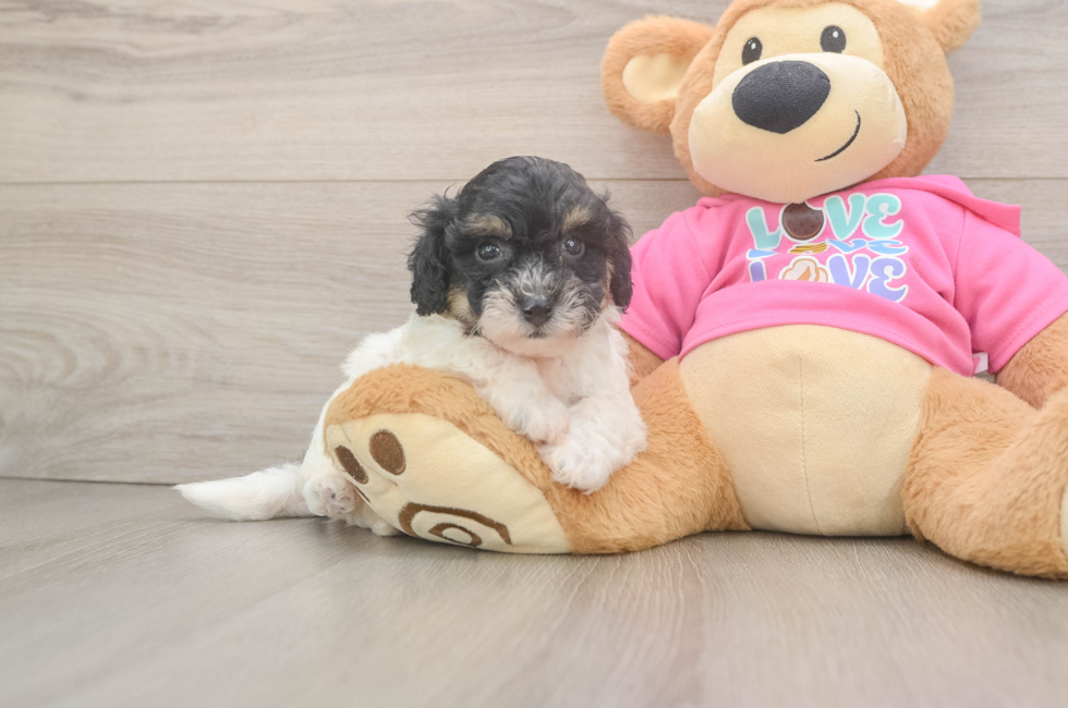 5 week old Poochon Puppy For Sale - Windy City Pups