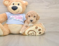 6 week old Poochon Puppy For Sale - Windy City Pups