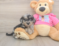 7 week old Poochon Puppy For Sale - Windy City Pups