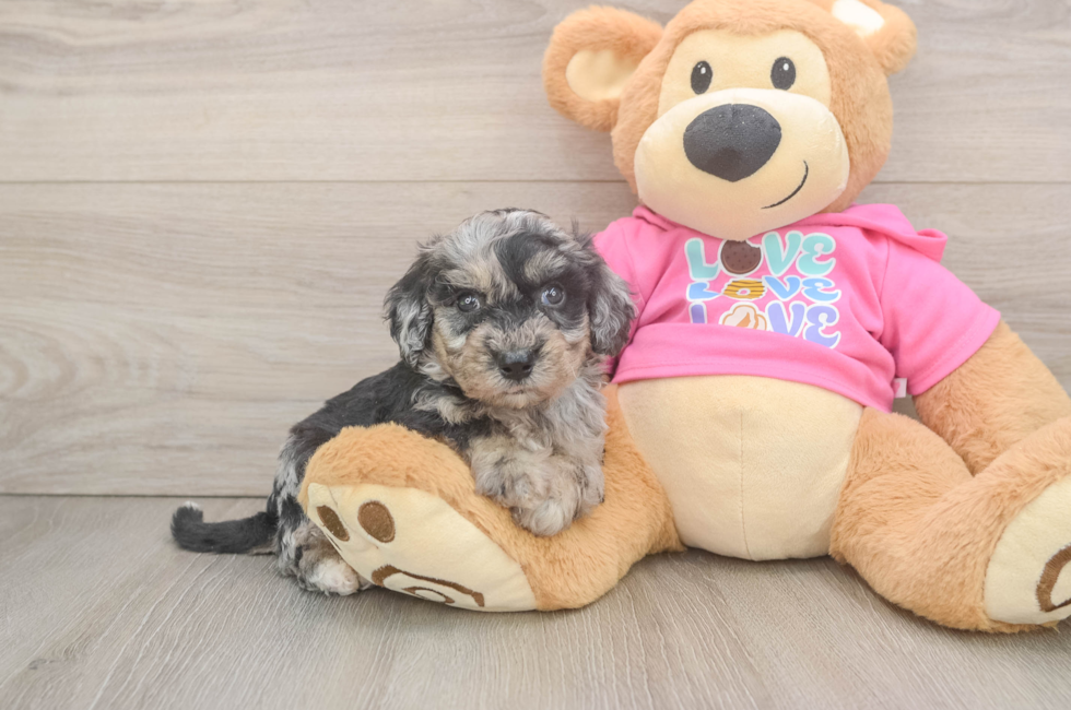 5 week old Poochon Puppy For Sale - Windy City Pups