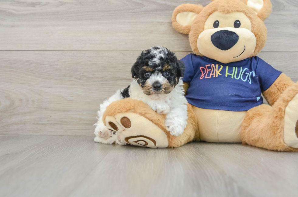 6 week old Poochon Puppy For Sale - Windy City Pups