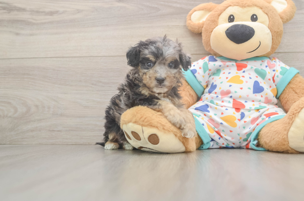 5 week old Poochon Puppy For Sale - Windy City Pups
