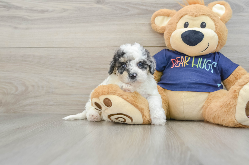 6 week old Poochon Puppy For Sale - Windy City Pups