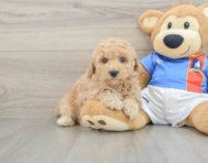 7 week old Poochon Puppy For Sale - Windy City Pups