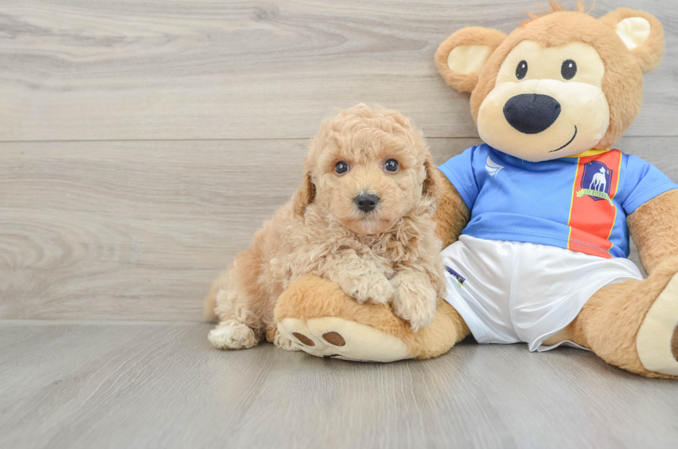 5 week old Poochon Puppy For Sale - Windy City Pups