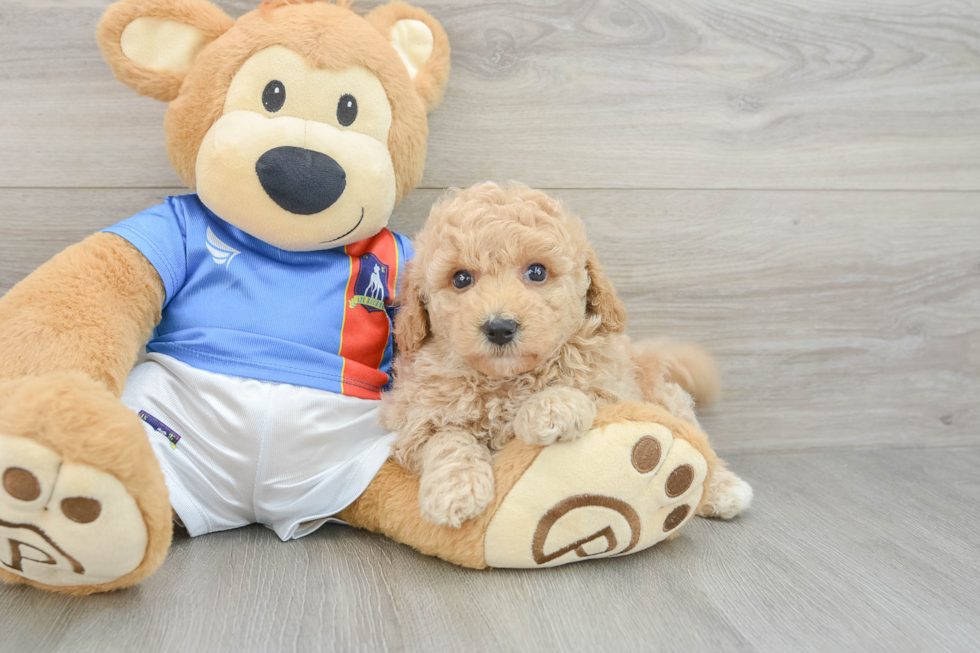 Poochon Pup Being Cute