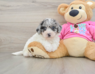 7 week old Poochon Puppy For Sale - Windy City Pups