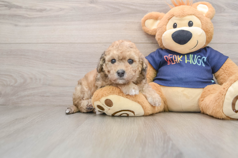 Popular Poochon Poodle Mix Pup
