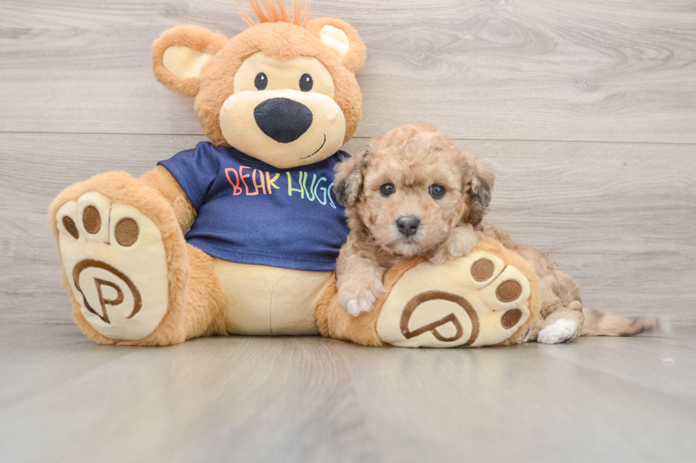 Hypoallergenic Bichpoo Poodle Mix Puppy