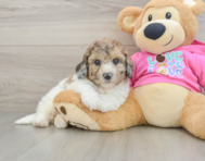 7 week old Poochon Puppy For Sale - Windy City Pups