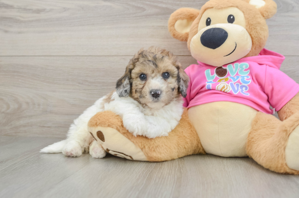 5 week old Poochon Puppy For Sale - Windy City Pups