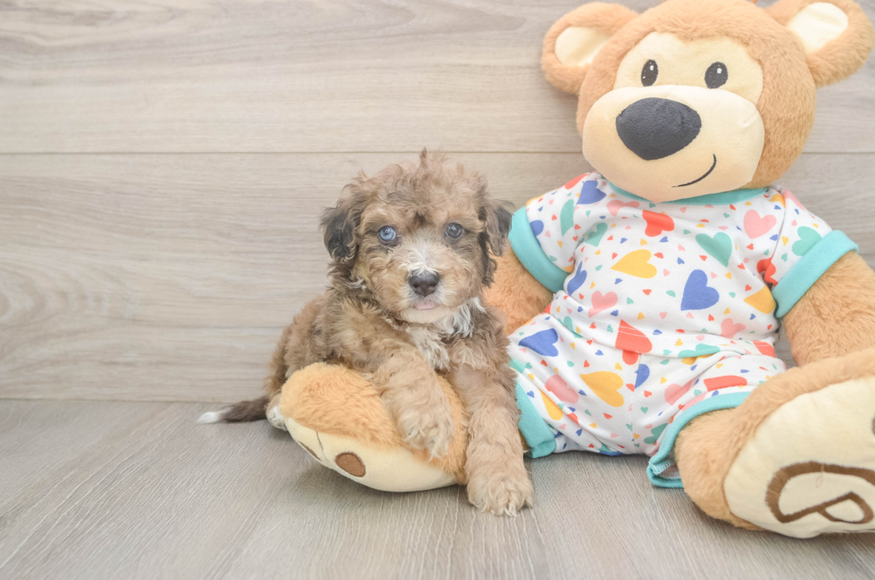 5 week old Poochon Puppy For Sale - Windy City Pups