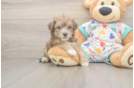 Fluffy Poochon Poodle Mix Pup