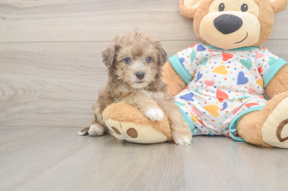 5 week old Poochon Puppy For Sale - Windy City Pups