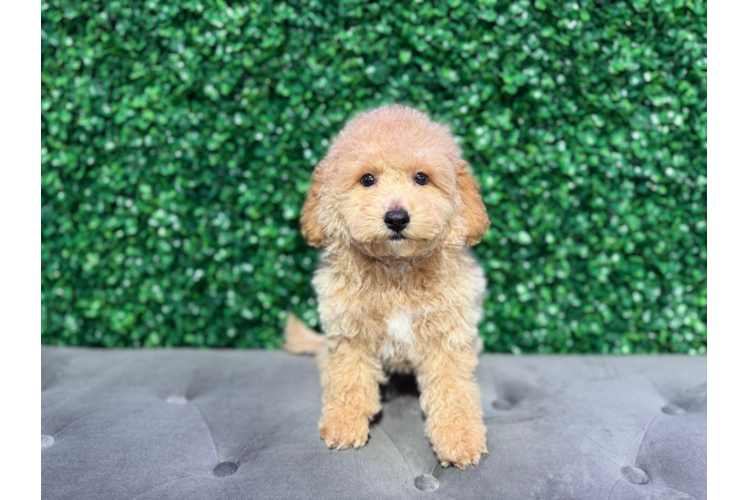 Cute Poochon Poodle Mix Pup