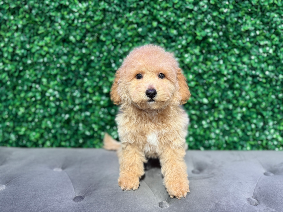 Cute Poochon Poodle Mix Pup
