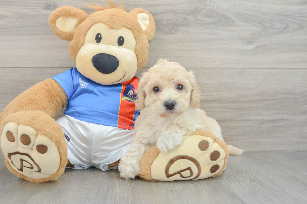 5 week old Poochon Puppy For Sale - Windy City Pups
