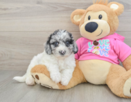 7 week old Poochon Puppy For Sale - Windy City Pups