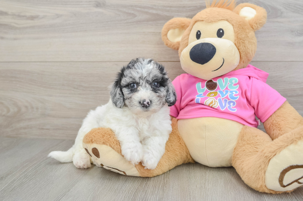 5 week old Poochon Puppy For Sale - Windy City Pups
