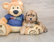 6 week old Poochon Puppy For Sale - Windy City Pups