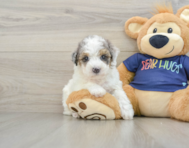 6 week old Poochon Puppy For Sale - Windy City Pups