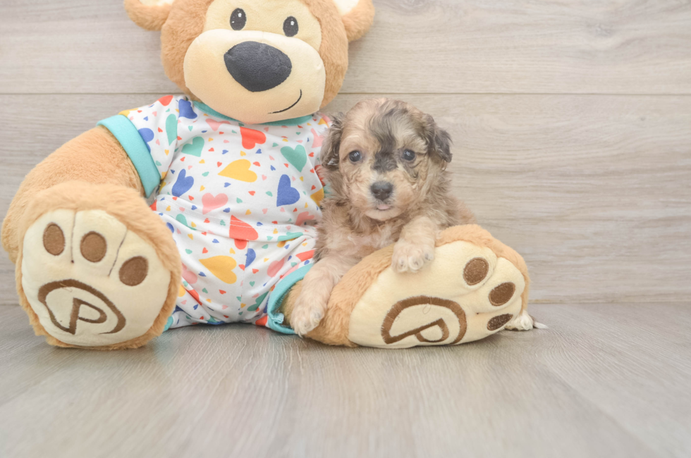 5 week old Poochon Puppy For Sale - Windy City Pups