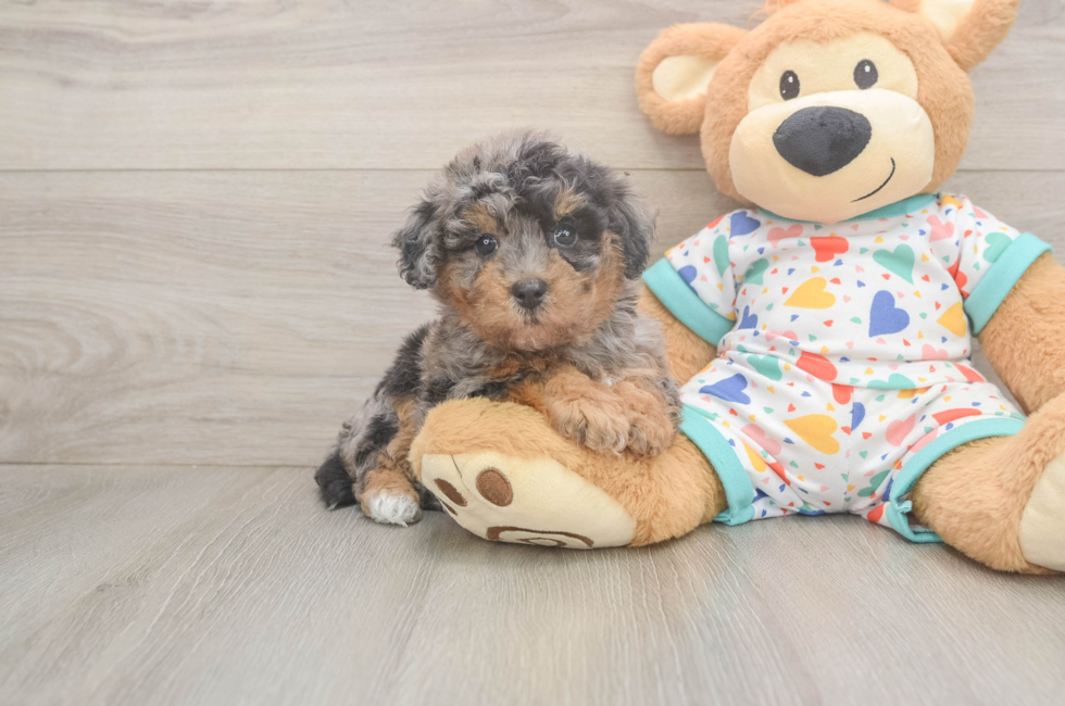 5 week old Poochon Puppy For Sale - Windy City Pups