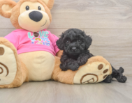 6 week old Poochon Puppy For Sale - Windy City Pups